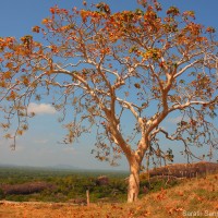 Sterculia urens Roxb.